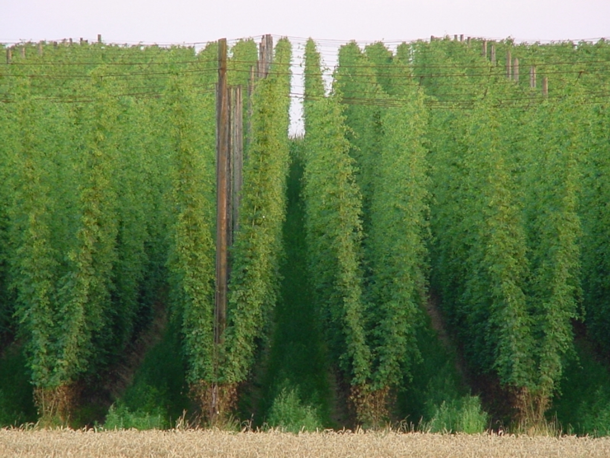 hop crops